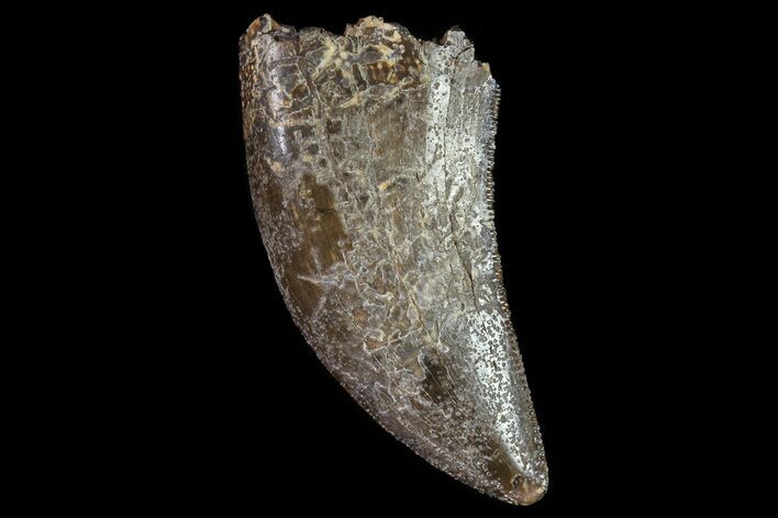 Serrated, Tyrannosaur (Nanotyrannus) Tooth - South Dakota #81365